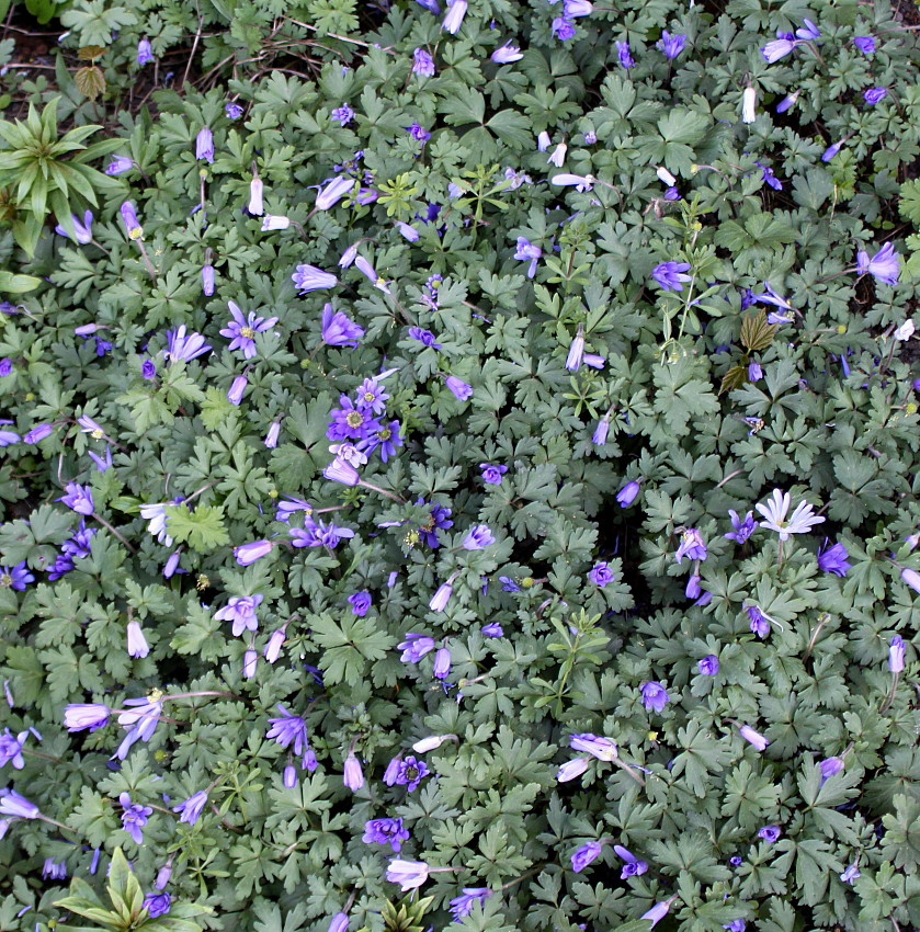 Image of Anemone blanda specimen.