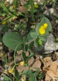 Coronilla scorpioides. Верхушка цветущего растения. Крым, окр. Ялты, заповедник Мыс Мартьян, обочина. 29 апреля 2013 г.