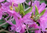 Rhododendron reticulatum. Цветки побеги. Германия, г. Krefeld, Ботанический сад. 11.05.2013.