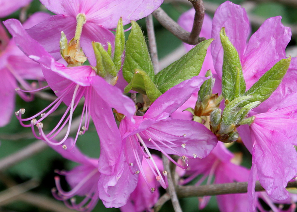 Изображение особи Rhododendron reticulatum.