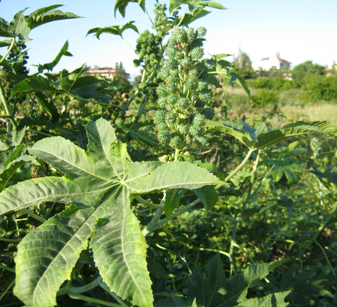 Image of Ricinus communis specimen.