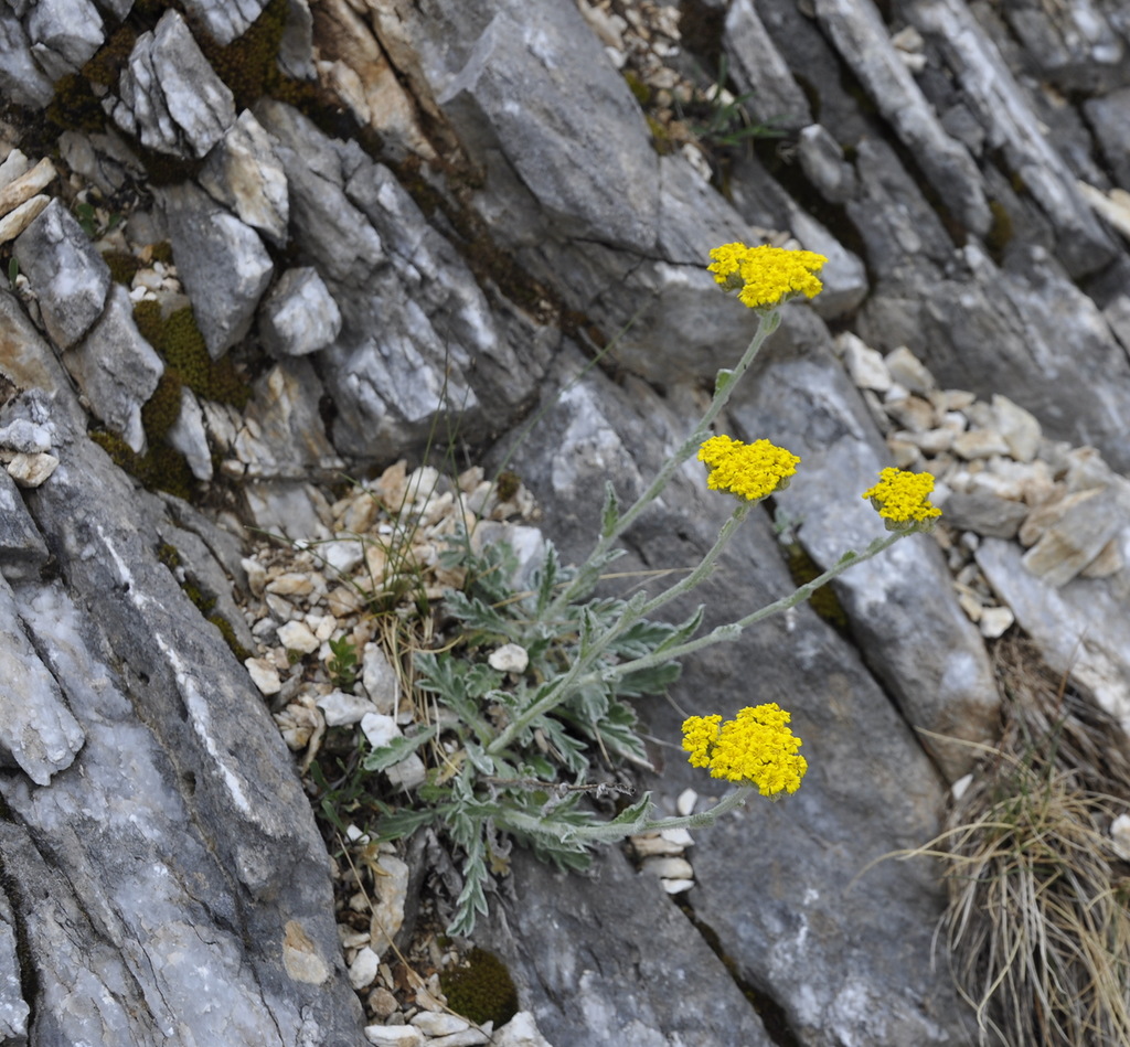 Image of Achillea holosericea specimen.