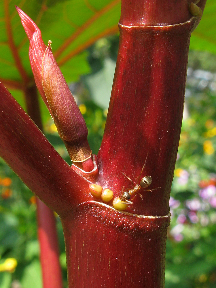 Image of Ricinus communis specimen.