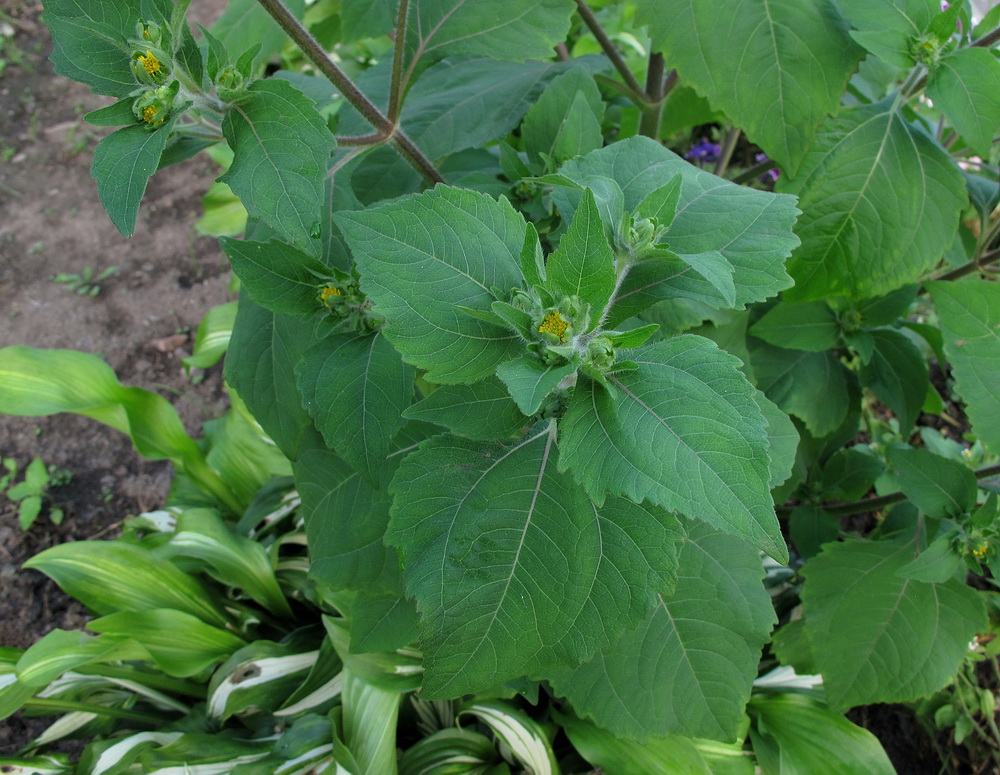 Image of Sigesbeckia pubescens specimen.