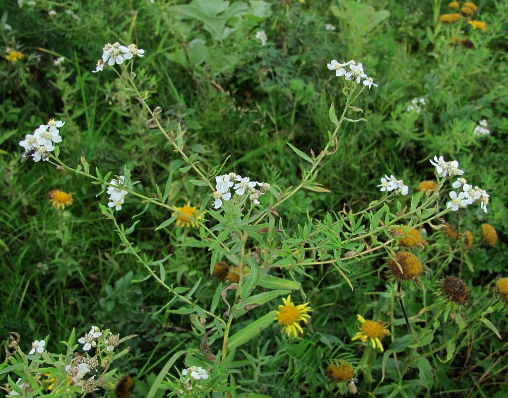 Изображение особи Achillea ptarmica.