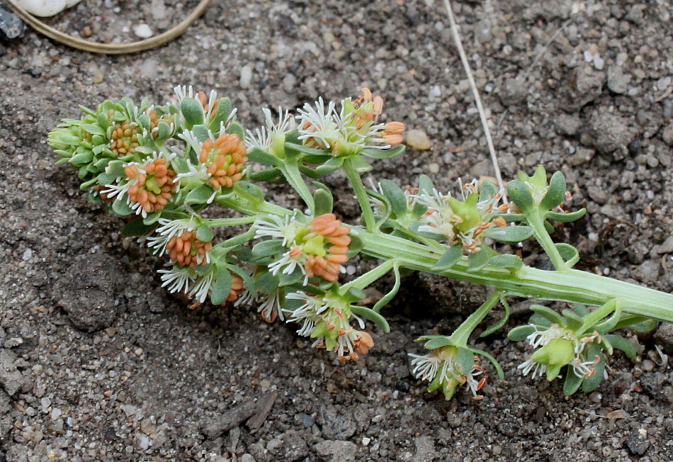 Image of Reseda odorata specimen.