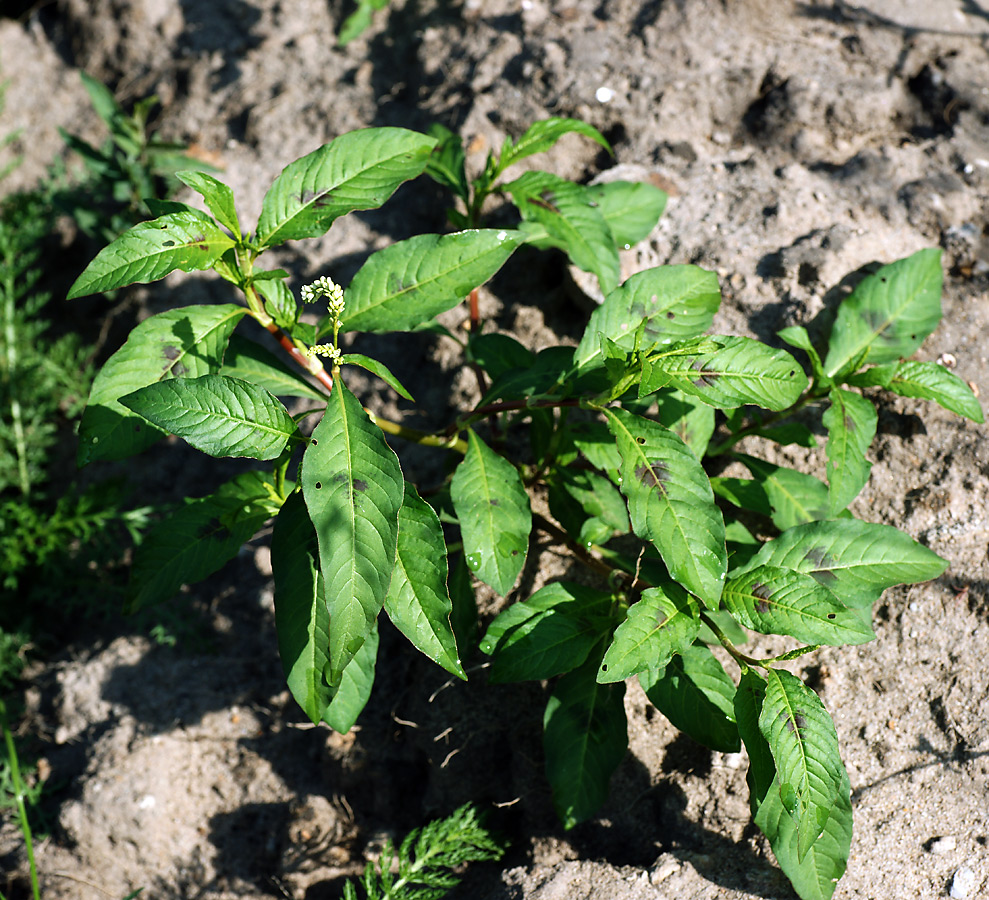 Image of Persicaria lapathifolia specimen.