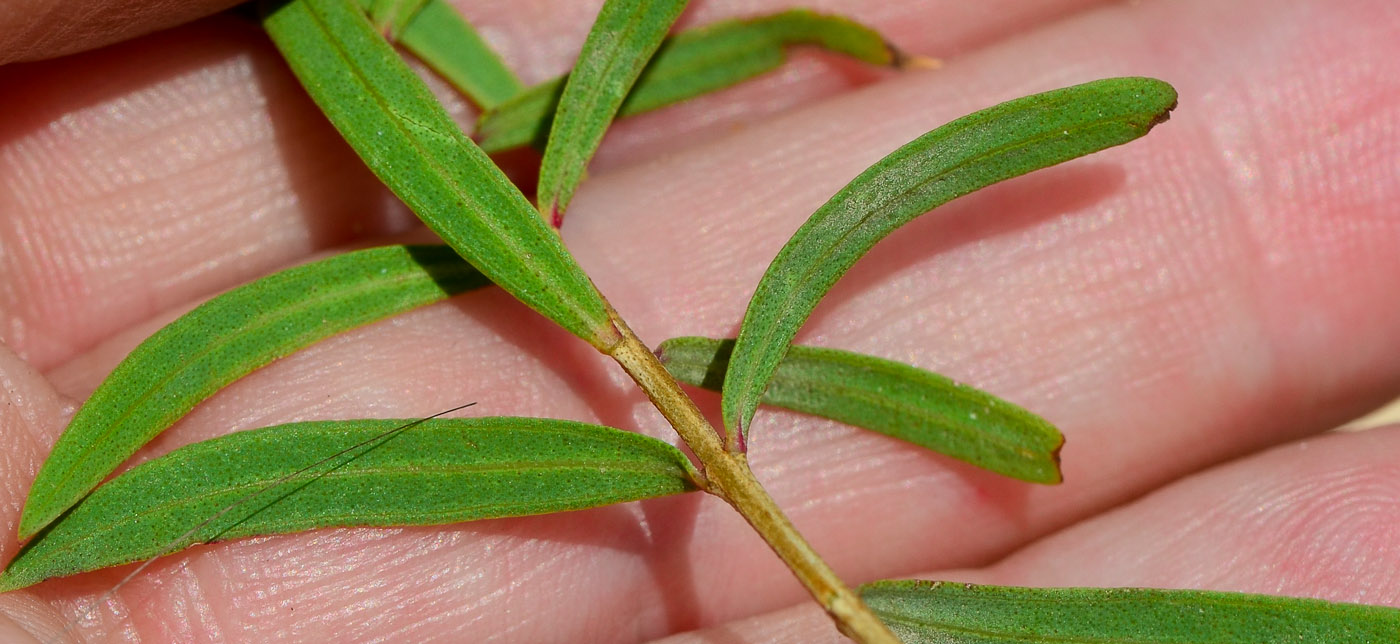 Изображение особи Melaleuca linariifolia.
