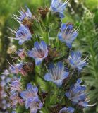 Echium acanthocarpum. Верхушка соцветия. Испания, Канарские острова, Тенерифе, парк в городе Икод де лос Винос (Icod de los Vinos), в культуре. 9 марта 2008 г.