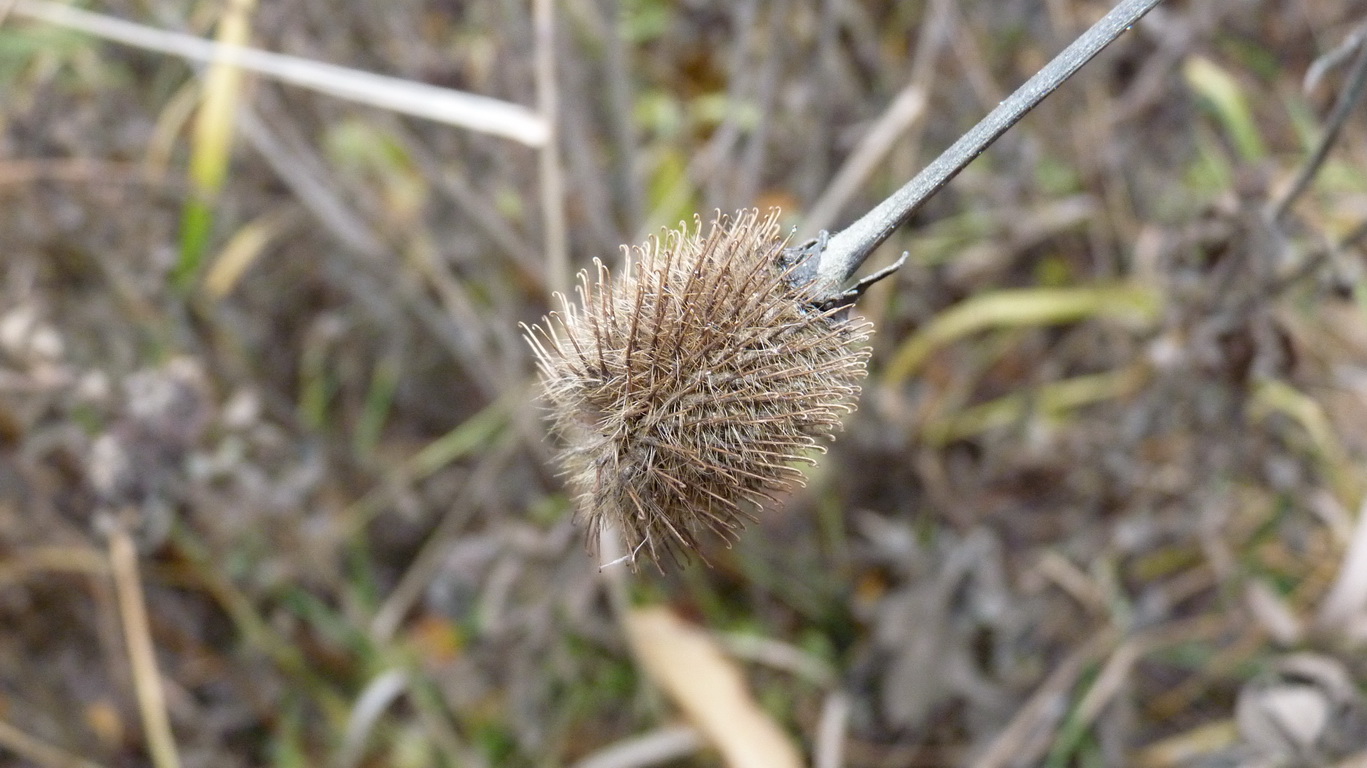 Image of Geum aleppicum specimen.