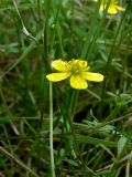 Ranunculus reptans. Часть цветущего растения. Свердловская обл., окр. г. Североуральск, подтапливаемый берег заводи. 14.07.2013.