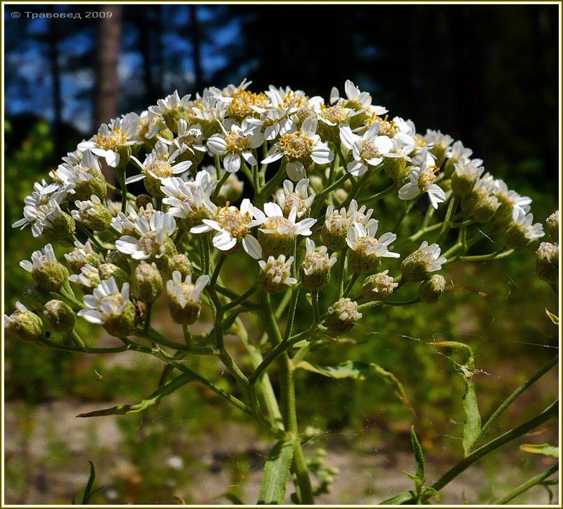 Image of Achillea cartilaginea specimen.