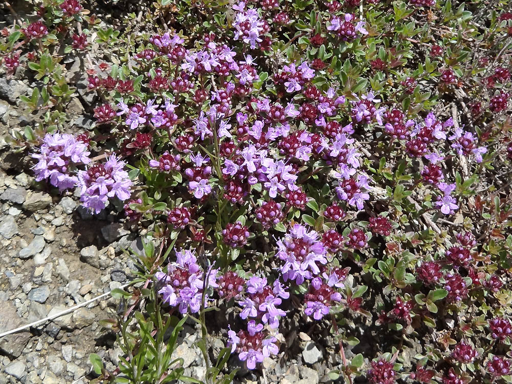 Изображение особи род Thymus.