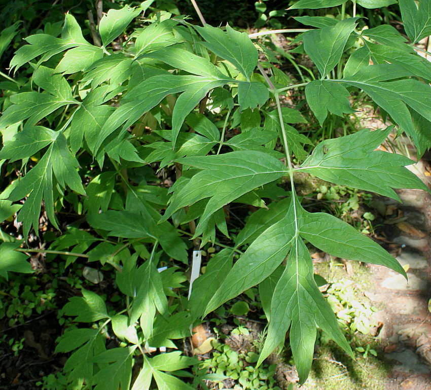 Изображение особи Paeonia delavayi.