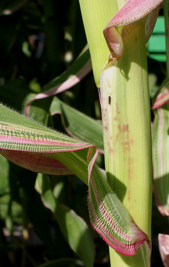 Изображение особи Zea mays.