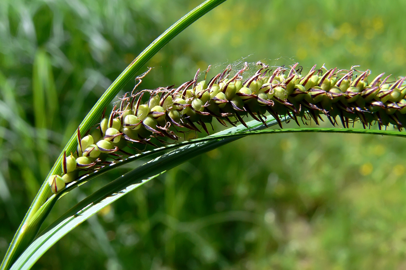 Изображение особи род Carex.