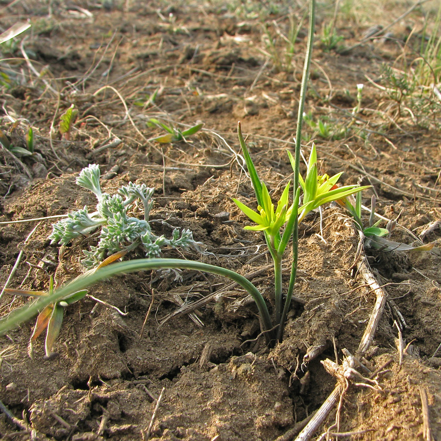 Image of genus Gagea specimen.