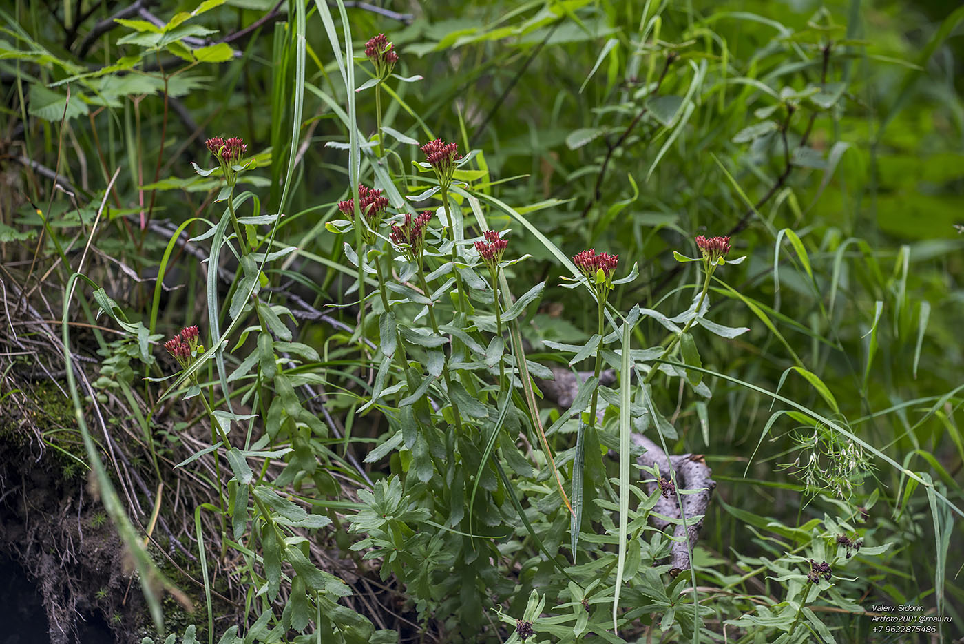 Image of genus Rhodiola specimen.