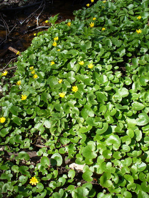 Image of Ficaria verna specimen.