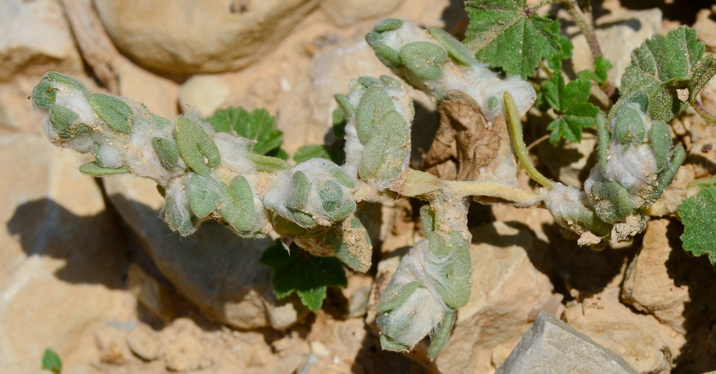 Image of Bassia eriophora specimen.