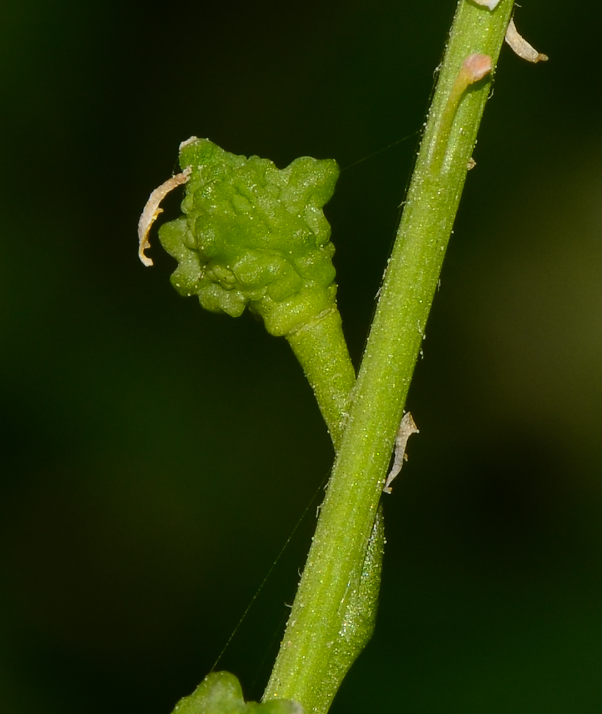 Image of Ochthodium aegyptiacum specimen.