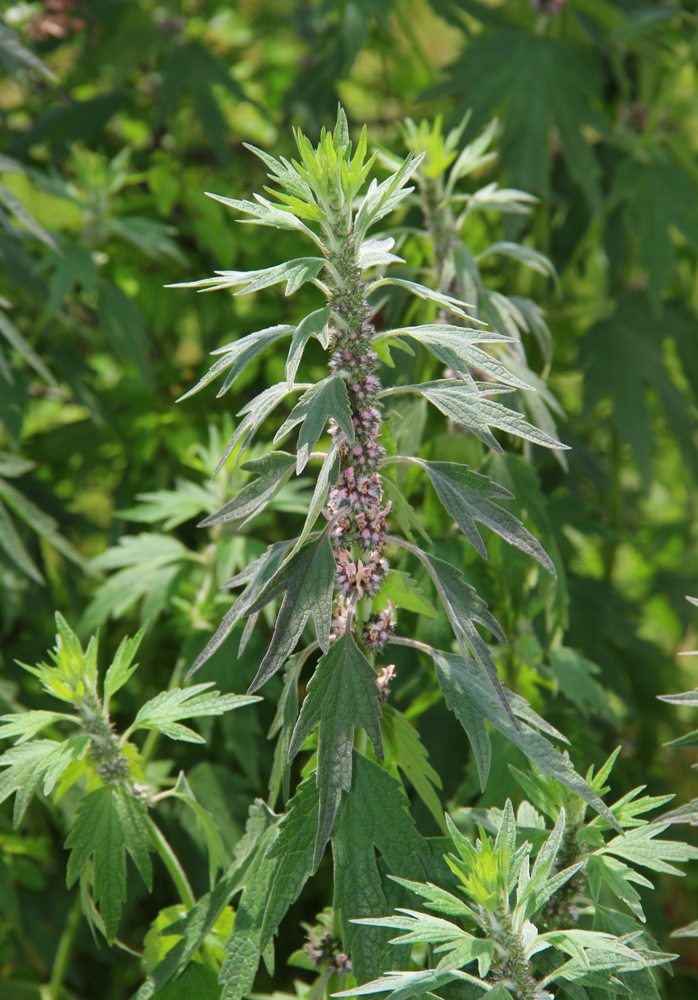 Image of Leonurus quinquelobatus specimen.