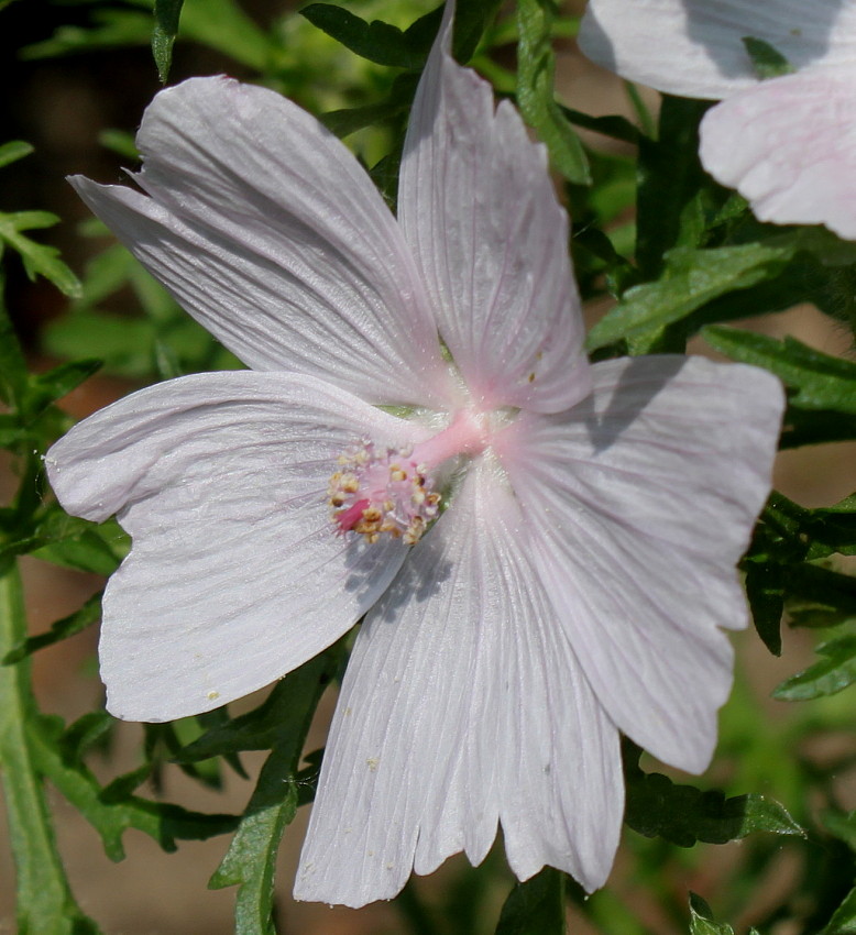 Изображение особи Malva moschata.