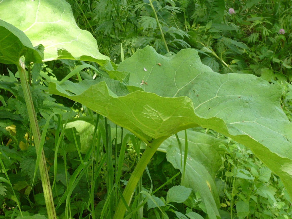 Изображение особи род Arctium.