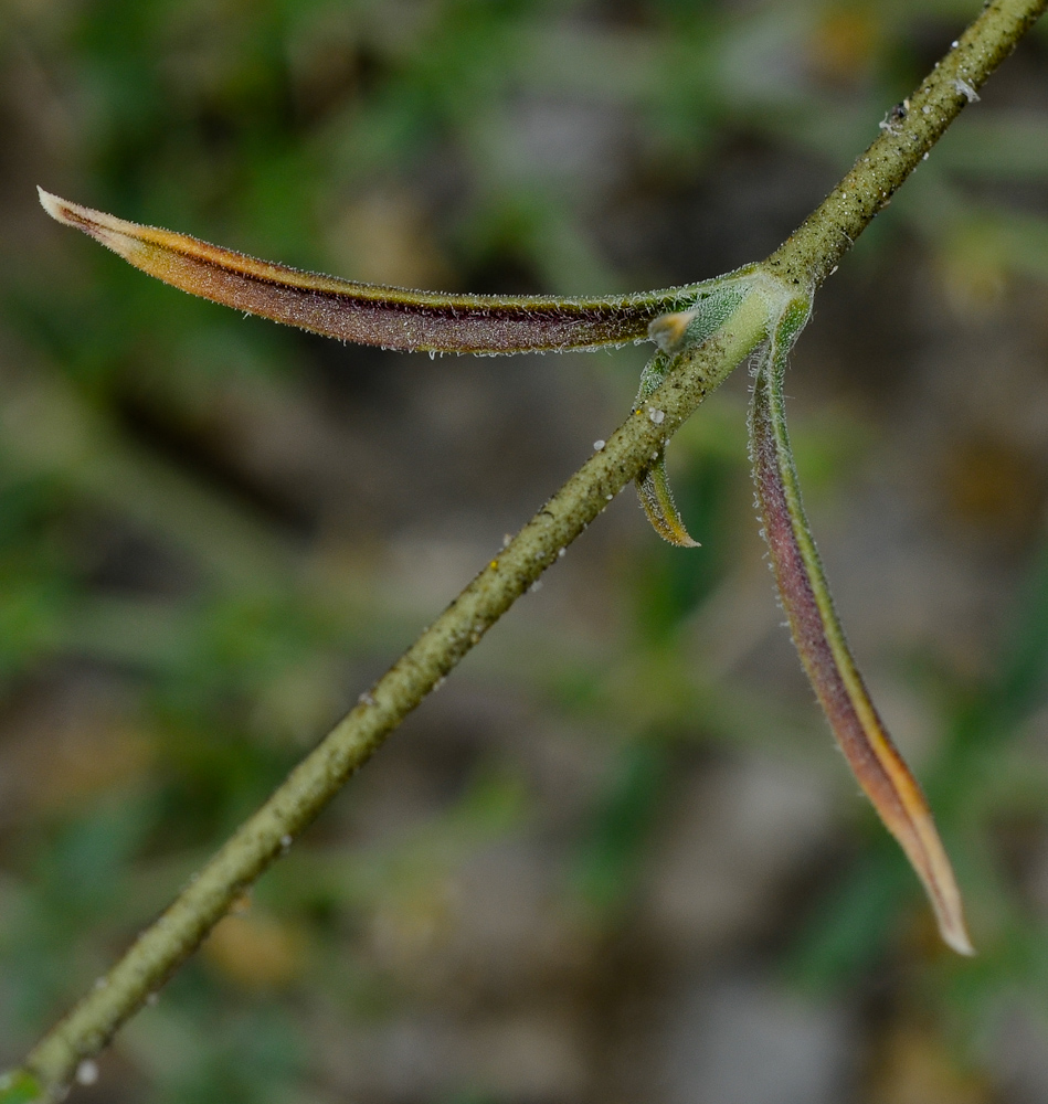 Image of Silene linearis specimen.