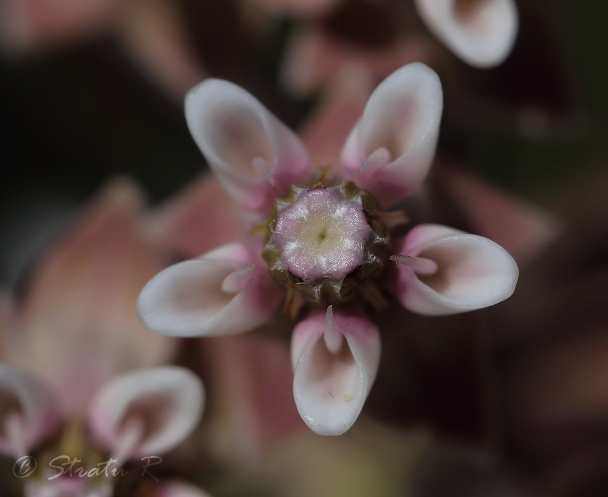 Image of Asclepias syriaca specimen.