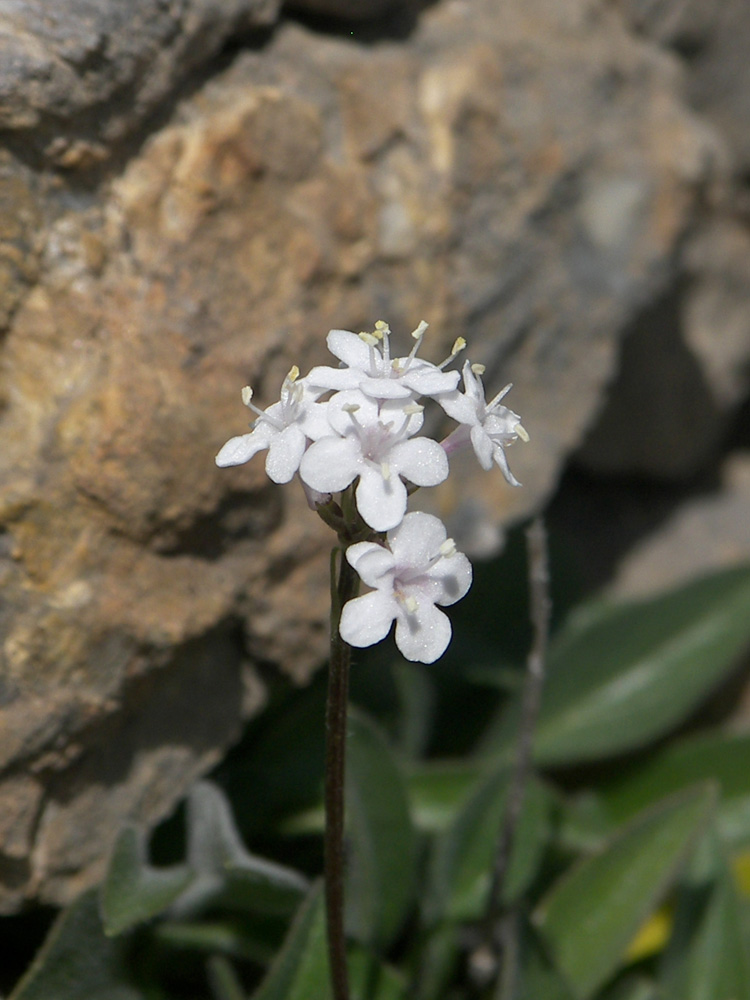 Image of Valeriana jelenevskyi specimen.