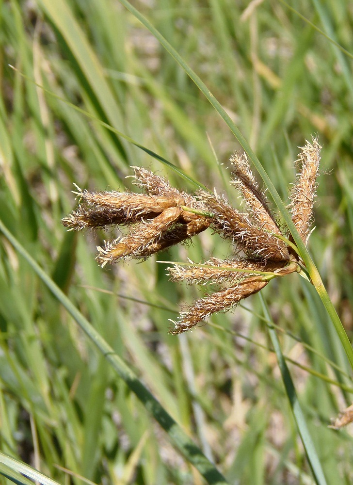 Image of Bolboschoenus glaucus specimen.