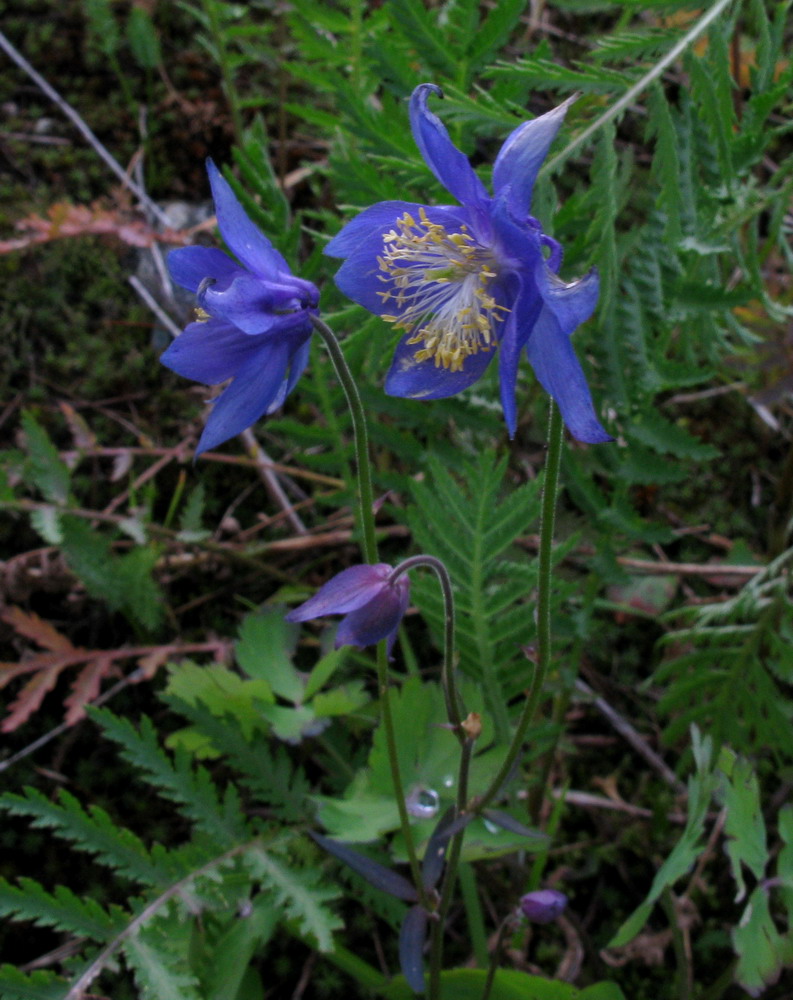 Image of Aquilegia brevicalcarata specimen.