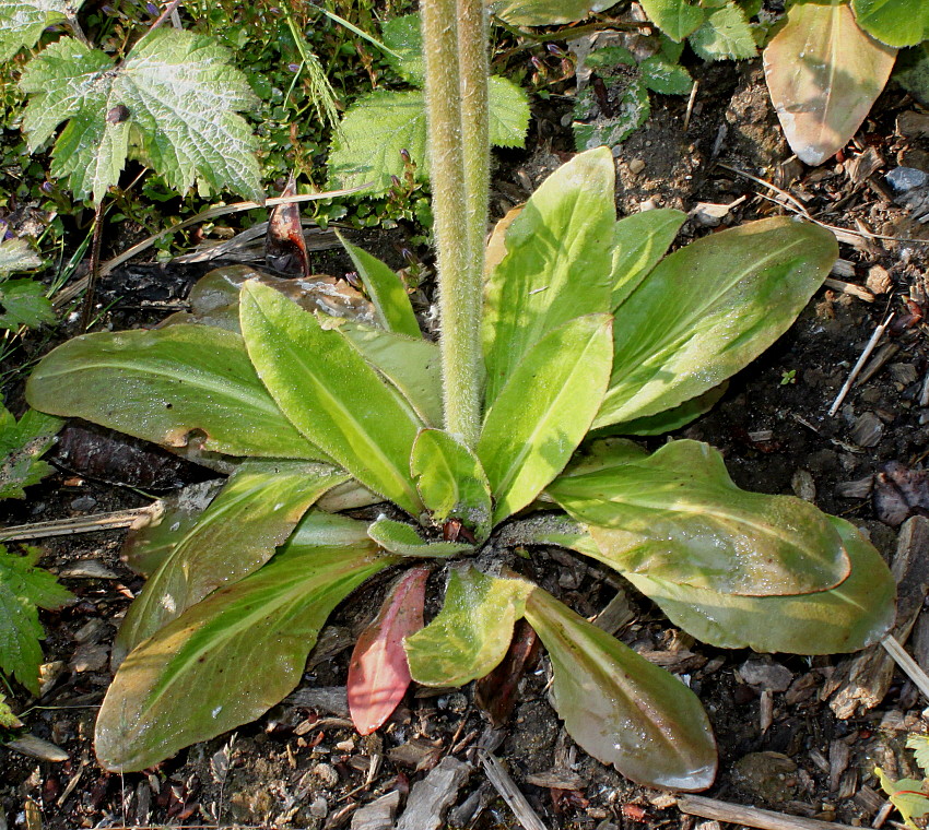 Image of familia Saxifragaceae specimen.