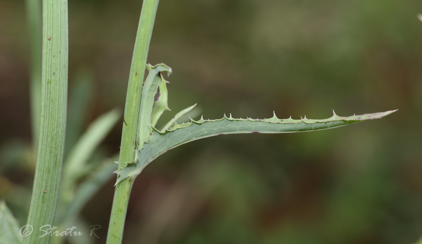 Изображение особи Sonchus arvensis.