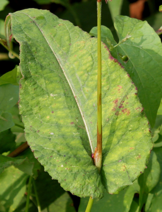 Image of Bistorta amplexicaulis specimen.