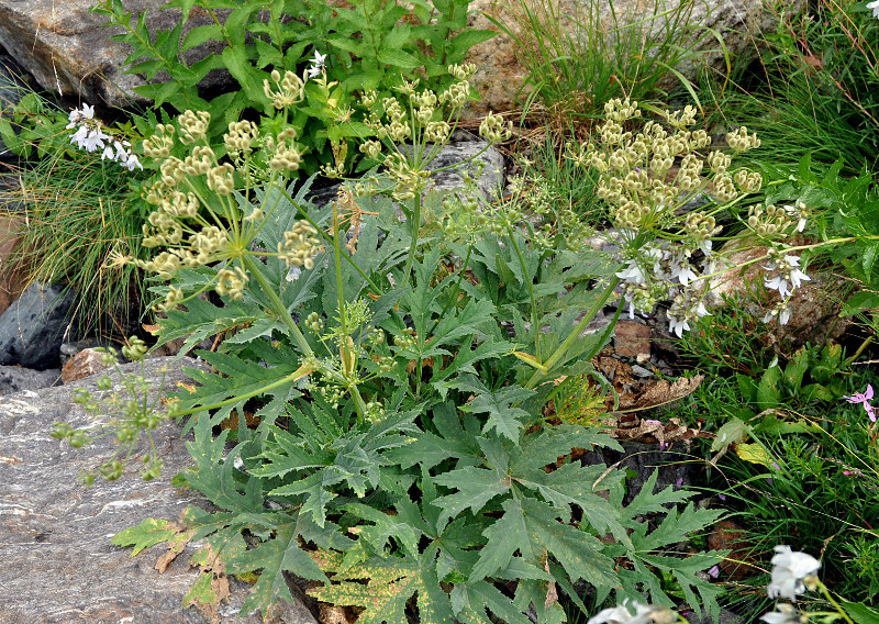 Изображение особи Heracleum freynianum.