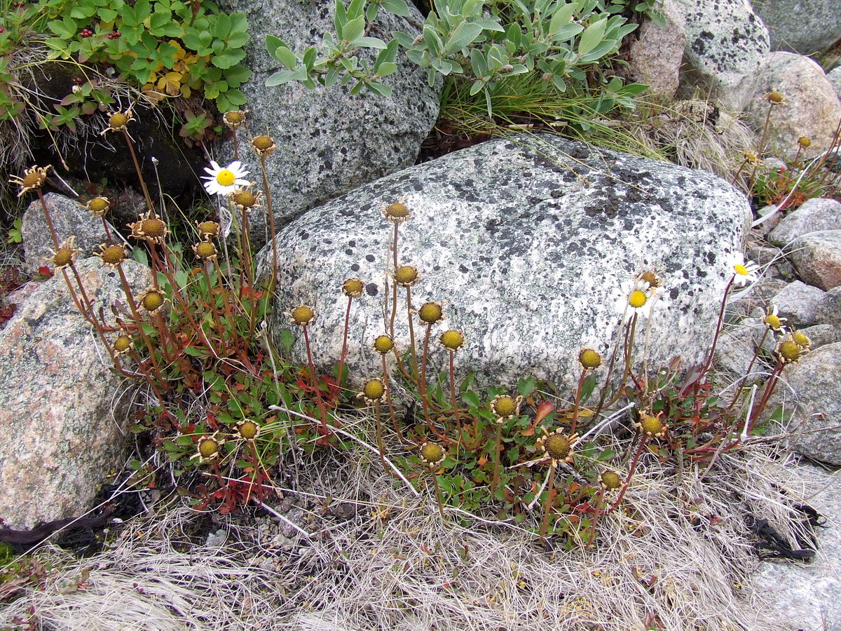 Image of Arctanthemum hultenii specimen.