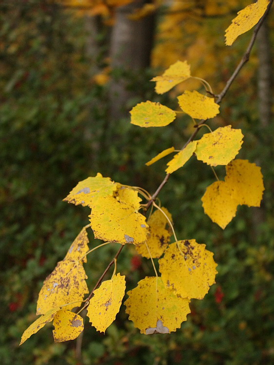 Изображение особи Populus tremula.