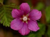 Rubus arcticus