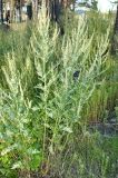 genus Artemisia. Цветущие растения. Юг Красноярского края, окр. г. Минусинск. Август 2009 г.