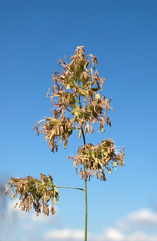 Image of Dactylis glomerata specimen.