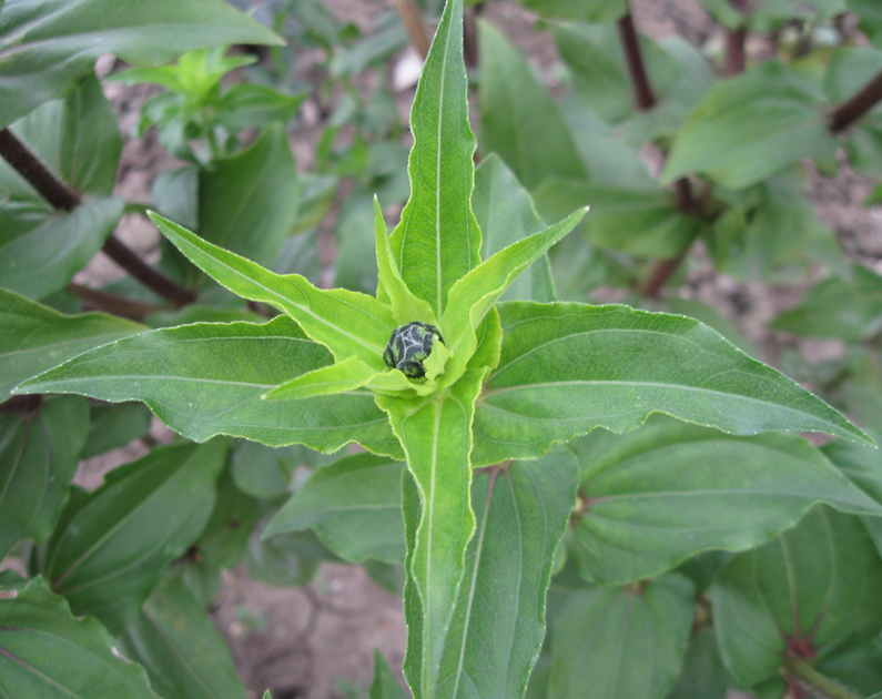 Image of Zinnia elegans specimen.