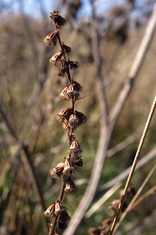 Image of Agrimonia pilosa specimen.