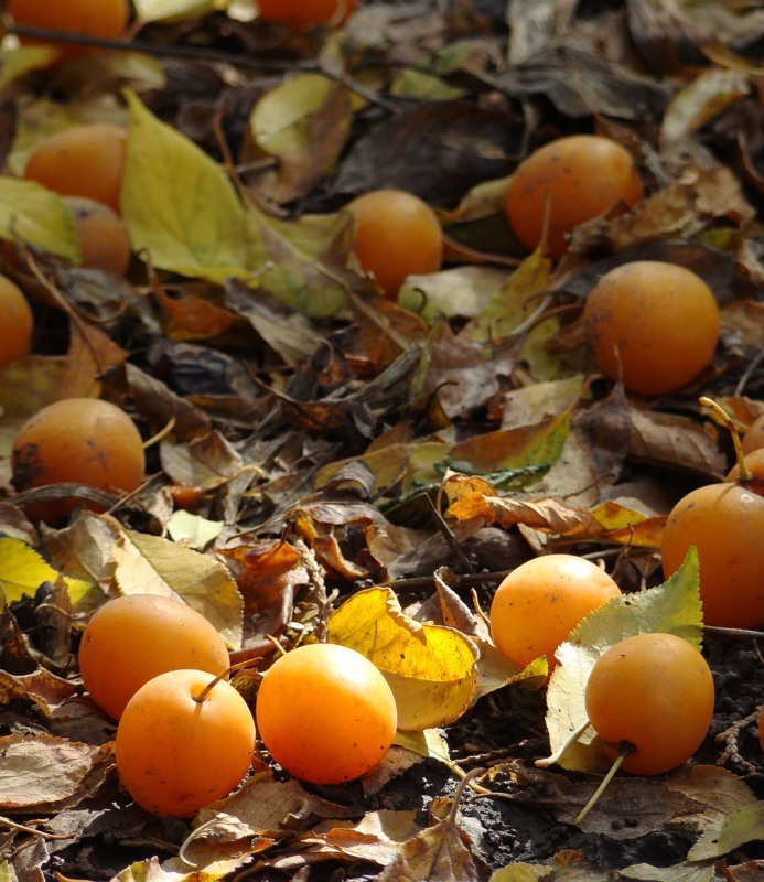 Image of Prunus cerasifera specimen.