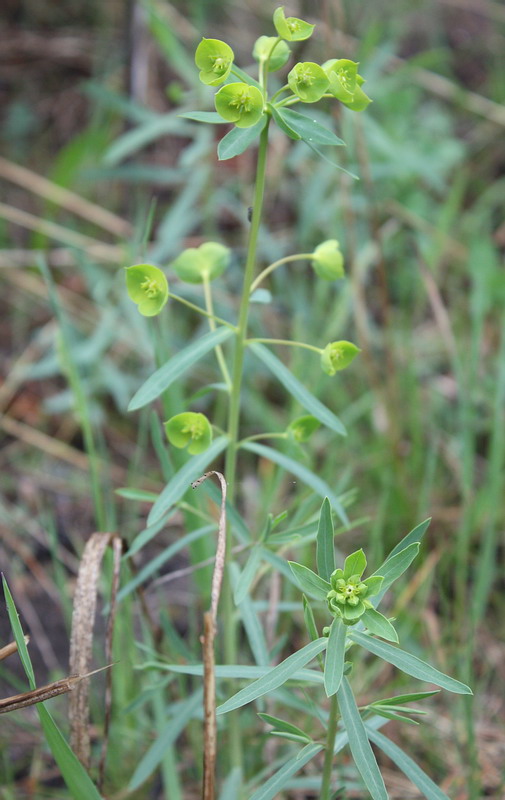 Изображение особи Euphorbia virgata.