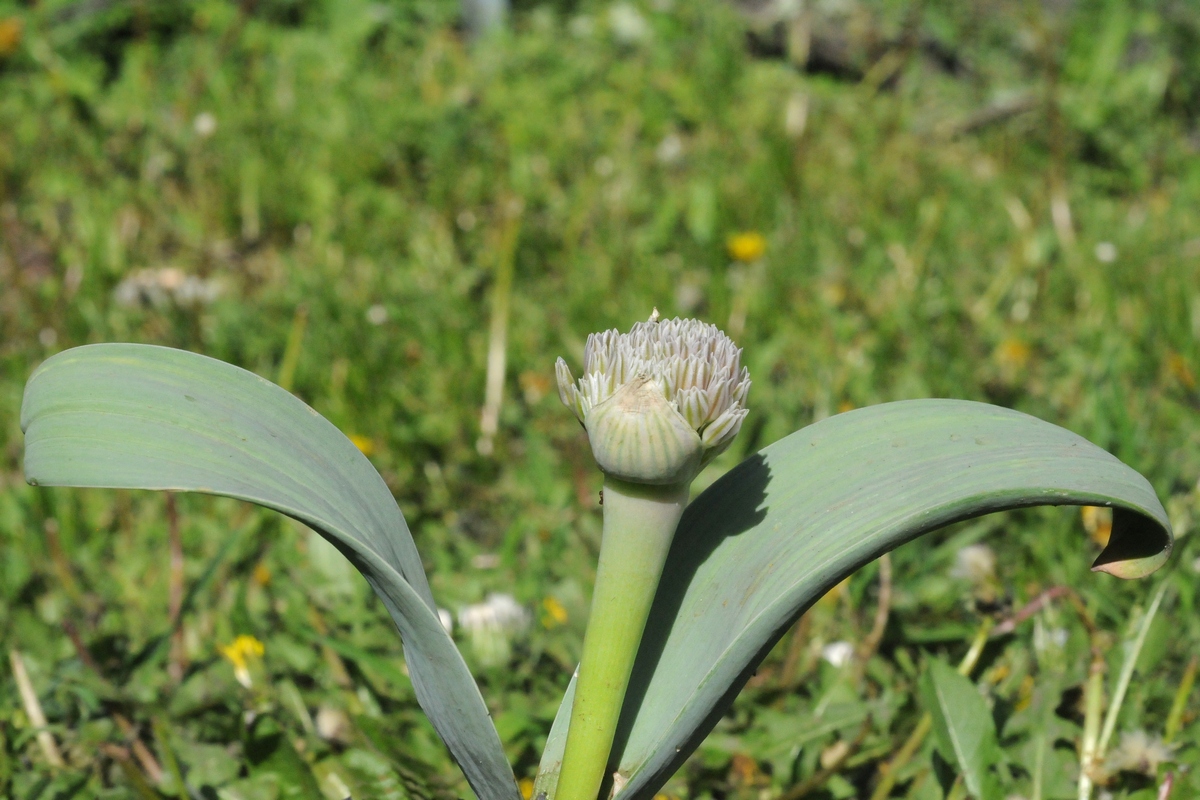 Image of Allium subakaka specimen.