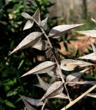 Ruscus aculeatus. Отмершая веточка со спороношениями гриба Phaeosphaeriopsis glaucopunctata (Grev.) M.P.S. Câmara. Краснодарский край, Сочи, окр. Мацесты, широколиственный лес. 18.02.2015.