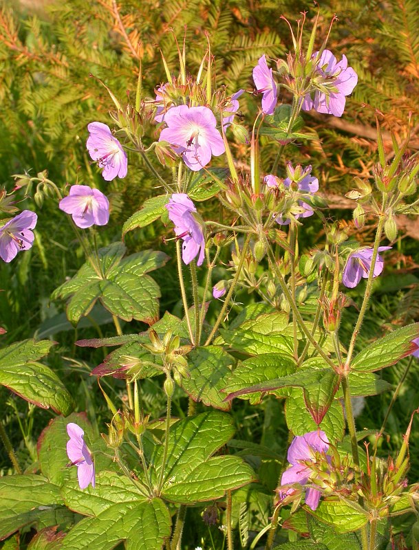 Изображение особи род Geranium.