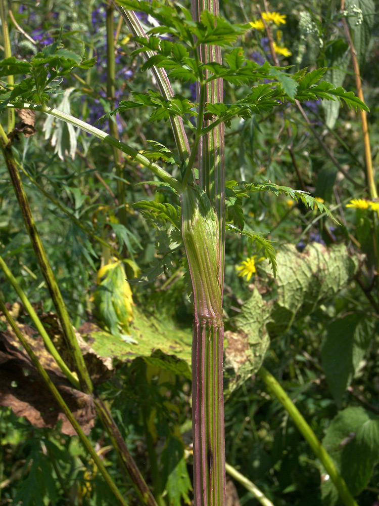 Image of Macrosciadium alatum specimen.